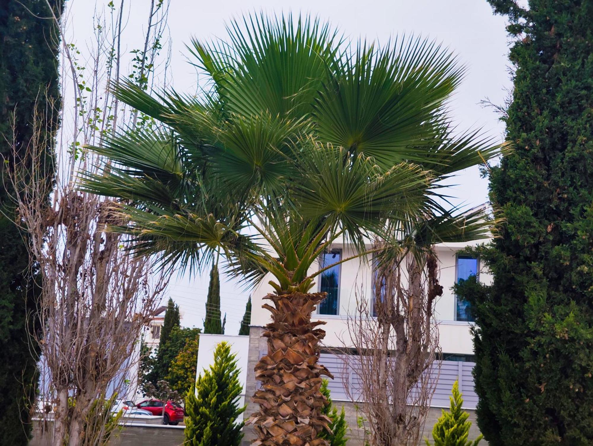 Sunset Green 01 Paphos Exterior photo